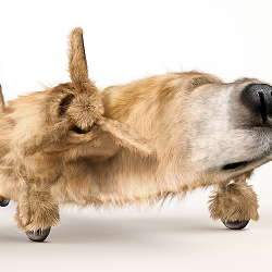 Dogfighters
