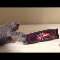 McVities  - Chocolate Digestives