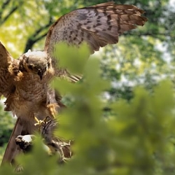 Parallax with birds