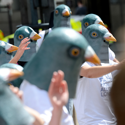 Pigeonheads – a PR stunt to get travellers in a flutter