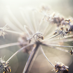 These Flowering Things - The Flower Garden