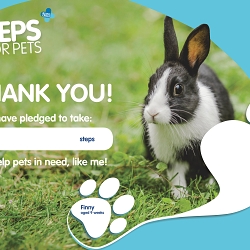Steps for Pets