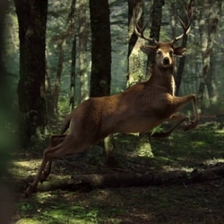 Żubr Deer