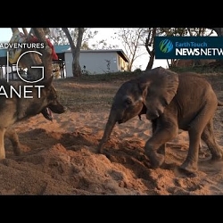 Lovie Award SILVER Winner (viral): Rescued Baby Ellie