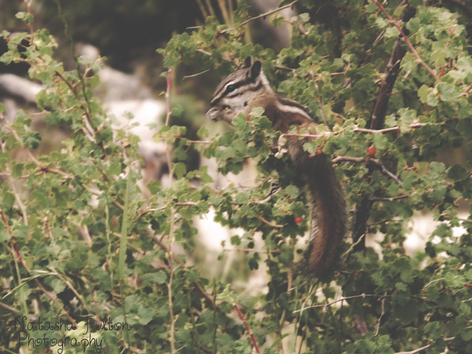 *
