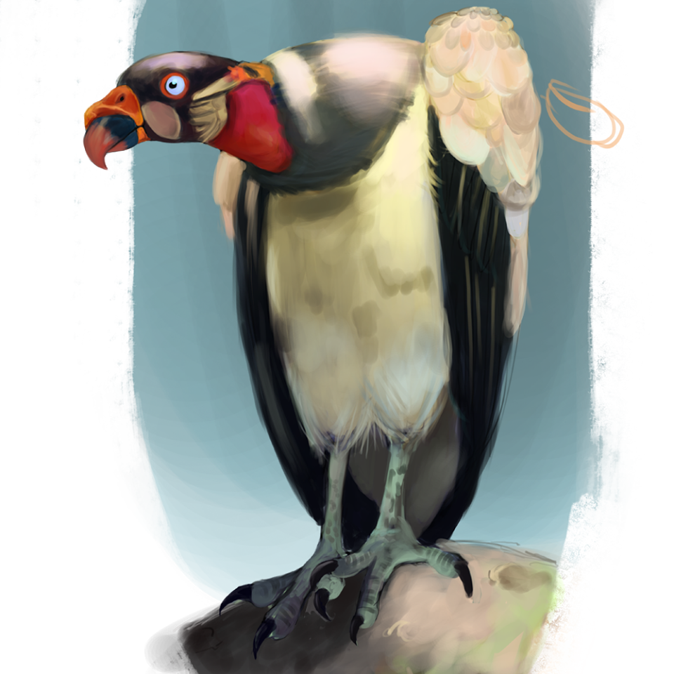 King Vulture By Balcan Ioana Andreea