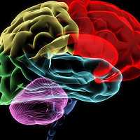 Healthy Brains
