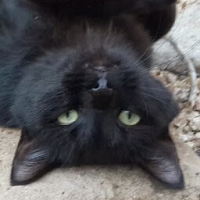 *