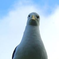 *