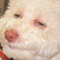 *
