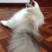 Calypso Siew