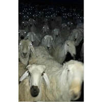 *