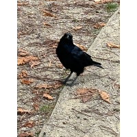 *