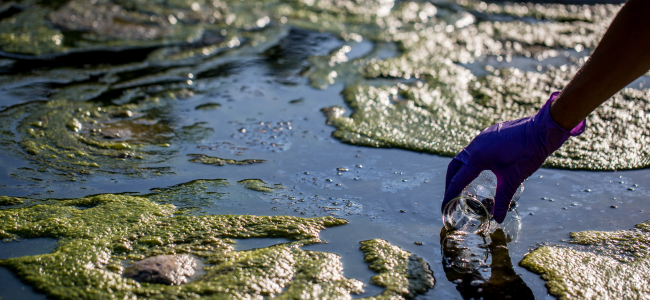 Eutrophication