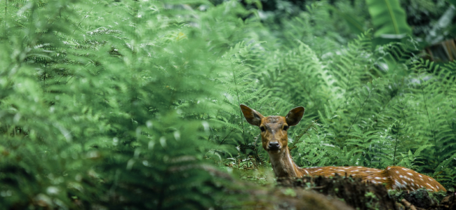 Deer in forest