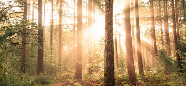 Sun through trees