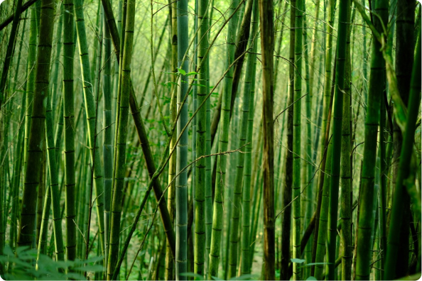 Bamboo