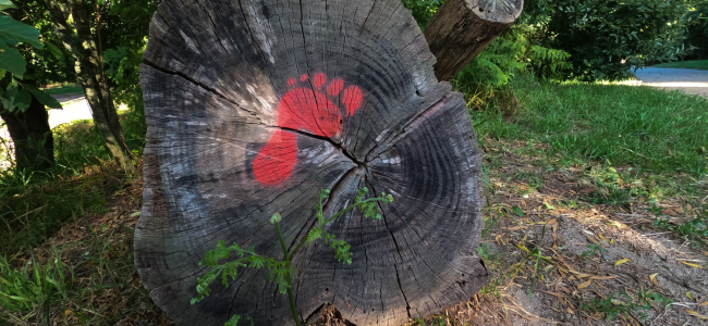 Carbon footprint