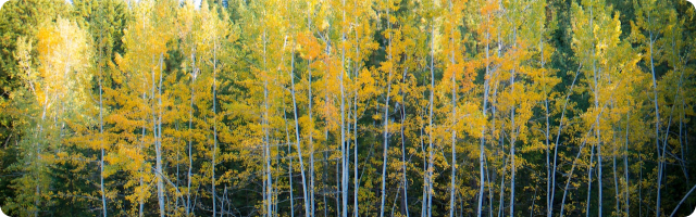trees