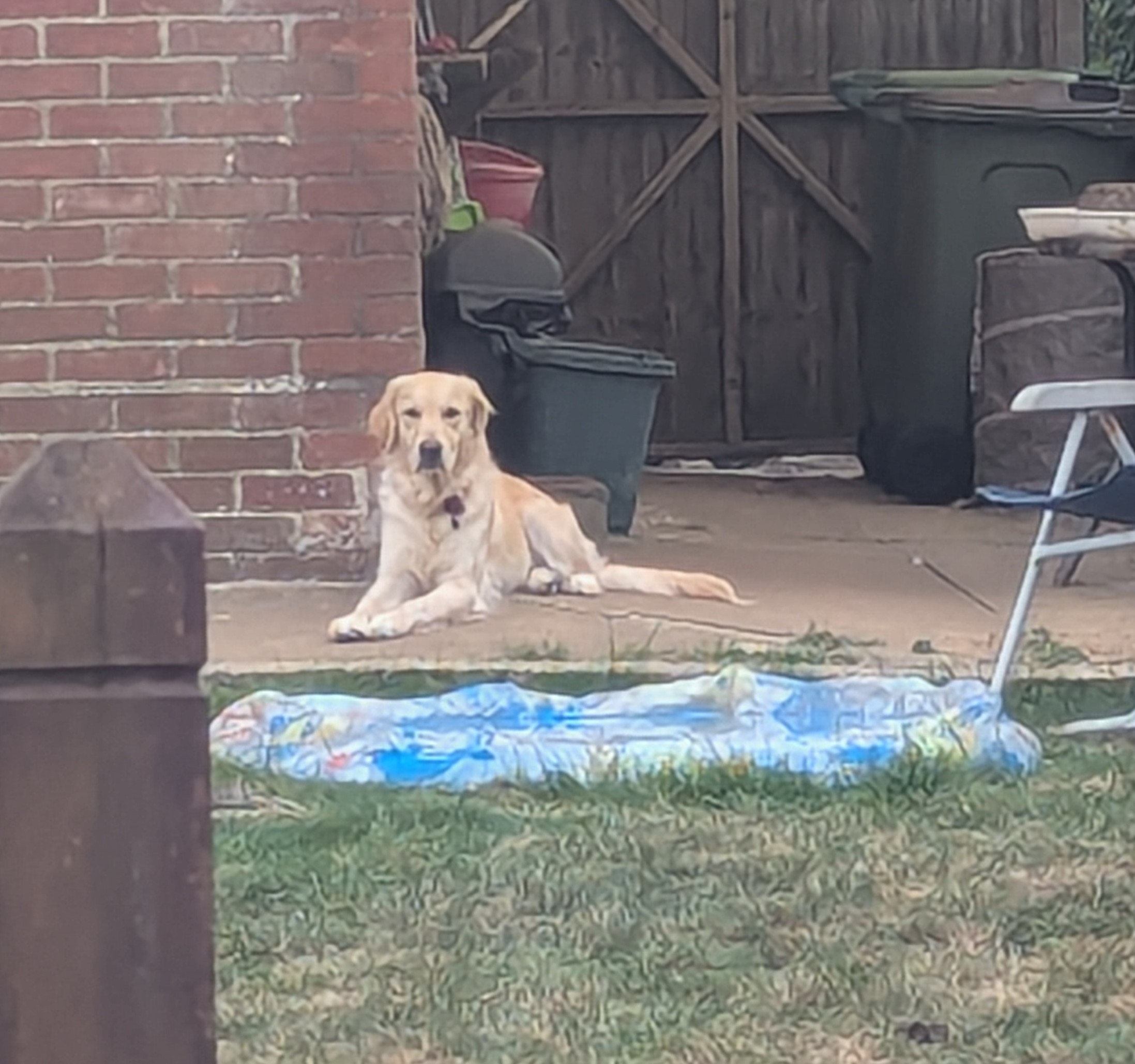 A golden retriever laying on the concrete path staring at her deflated paddling pool