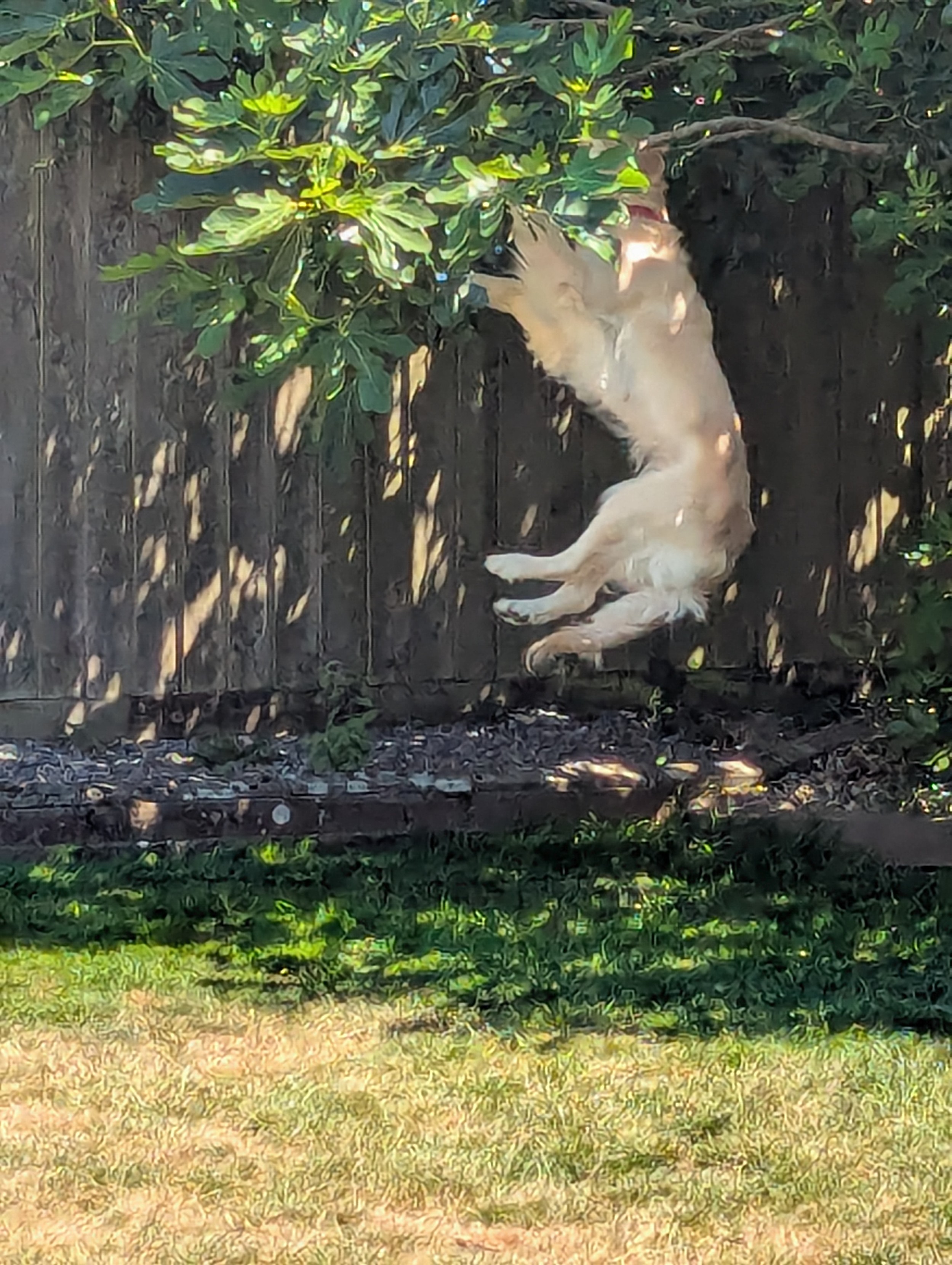 A golden retriever leaping it in the air to get figs out of a fig tree. The picture shows her bottom half as she disappears into the tree