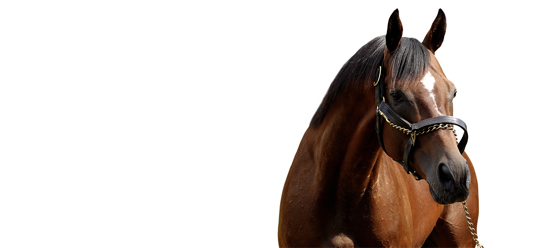 Eldar head DSC05702 RETOUCHED WEB2 cutout