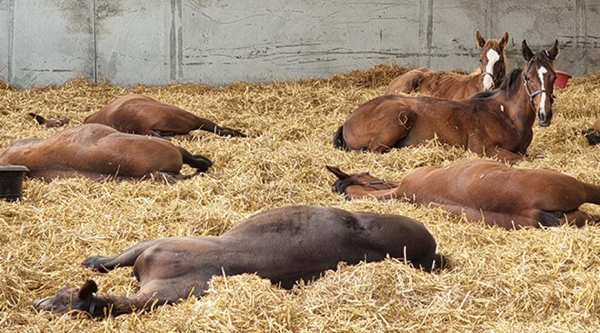 Chapel Stud - About Chapel Stud