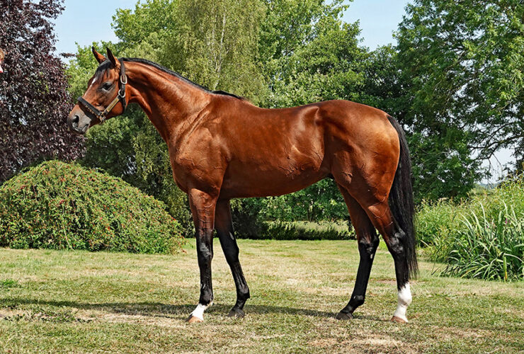 Eldar Eldarov conformation photo Aug25 DSC05593a web2