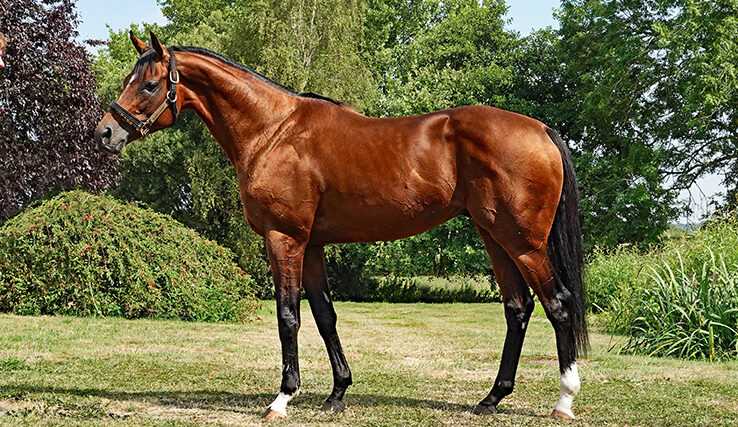 Champion 3yo Stayer & dual Classic winner