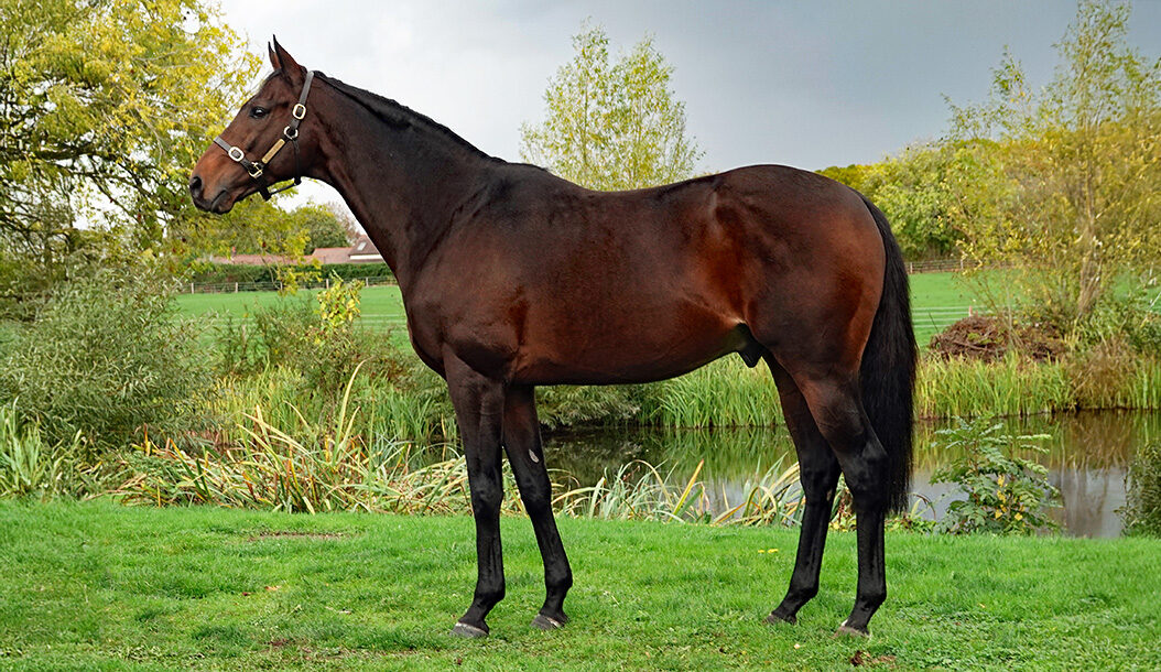 Dual Gr.1 winner & Champion Stayer