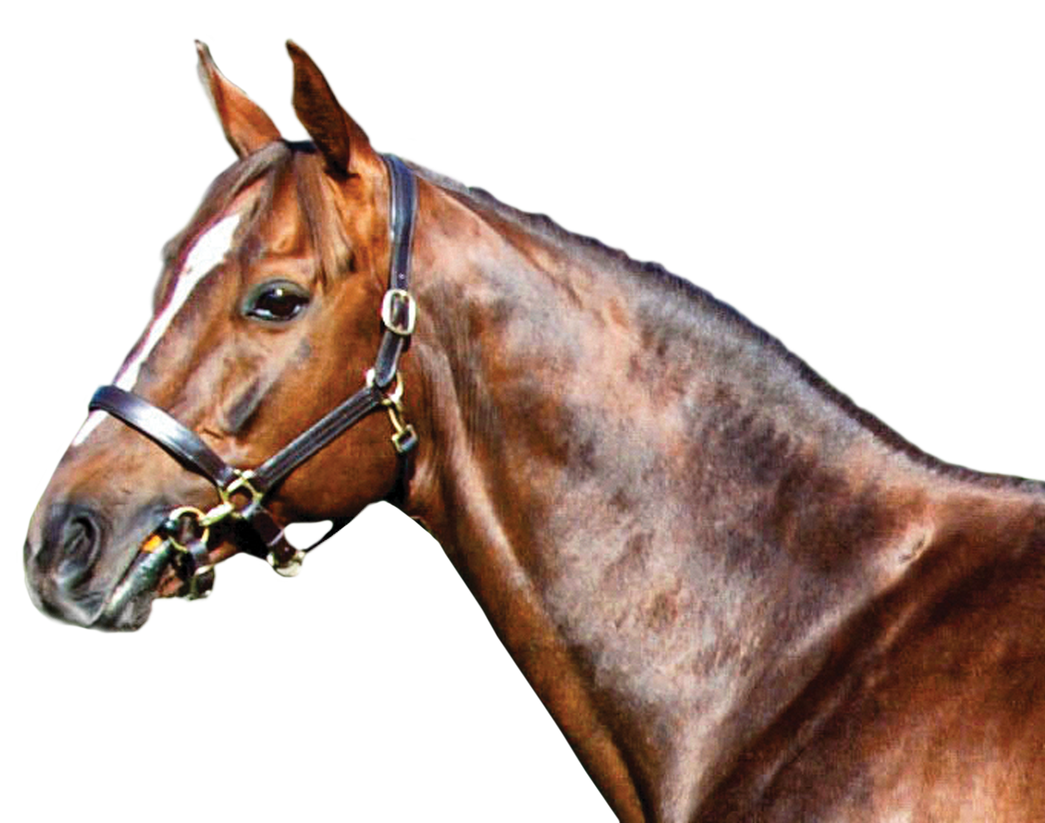 Indian haven CUTOUT2