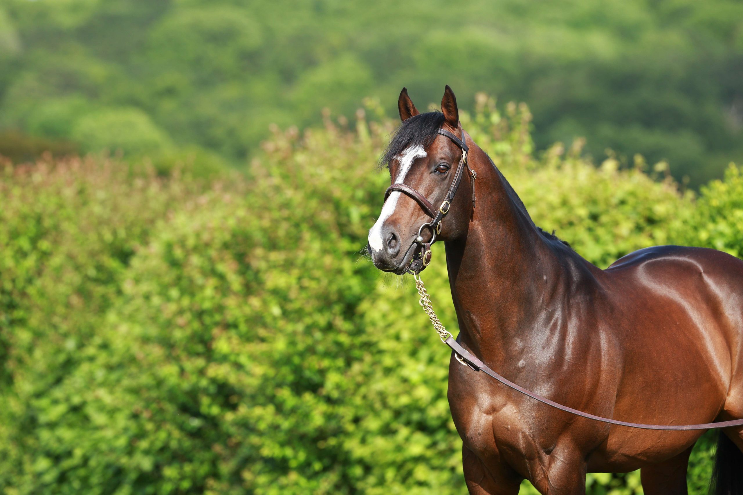 Showcasing head 04 Whitsbury Manor Stud scaled