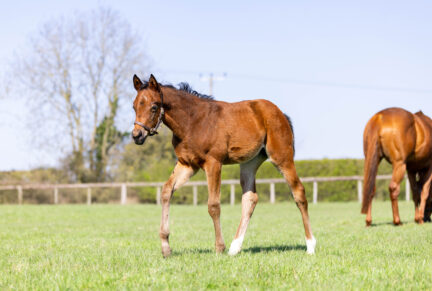<p>Filly ex HARD LINER (Profitable) born 6/02/26 (photo at 6 weeks), bred by Aislabie Bloodstock</p>
