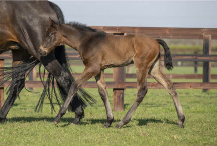 <p>Colt ex SACRED VALLEY (Le Havre) born 7/03/26 (photo at 12 days old), bred by the National Stud</p>