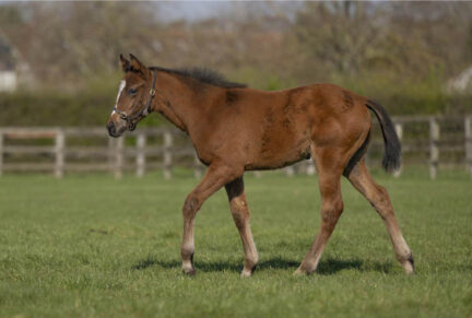 <p>Filly ex LADY ELEANOR (Iffraaj) born 13/01/26 (photo at 2 months), bred by Mr & Mrs P & J Hopper</p>