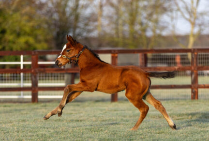 <p>Filly ex LADY ELEANOR (Iffraaj) born 13/01/26 (photo at 2 weeks), bred by Mr & Mrs P & J Hopper</p>