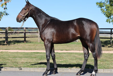 <p>Colt ex Lubiane (Authorized), sold at Arqana October Yearling Sale 2025 for €72,000 to Jeremy Brummitt / Quantum Leap Racing</p>