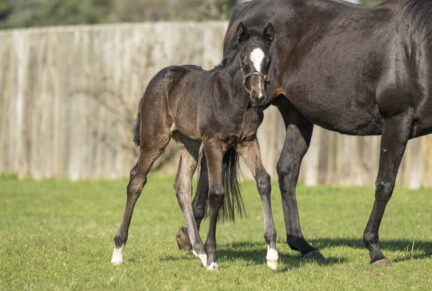 <p>Filly ex GIVE ME BREATH (Bated Breath) born 1/03/26 (photo at 2 weeks old), bred by Wretham Stud</p>