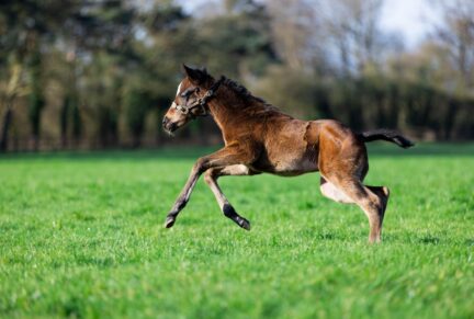 <p>Filly ex BATTLE QUEEN (Churchill) born 3/02/26 (photo at 2 weeks), bred by Shaikh Nasser bin Hamad Al Khalifa</p>