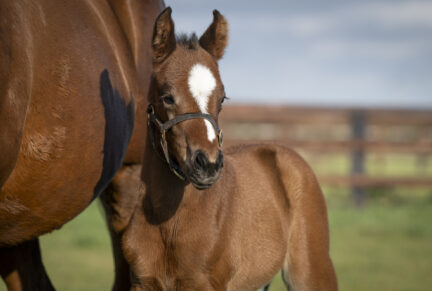 <p>Filly ex LADY ELEANOR (Iffraaj) born 13/01/26, bred by Mr & Mrs P & J Hopper</p>