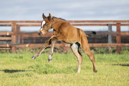 <p>Filly ex LADY ELEANOR (Iffraaj) born 13/01/26, bred by Mr & Mrs P & J Hopper</p>