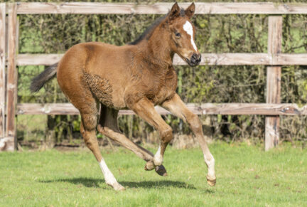 <p>Filly ex UNNATURAL (Proud Citizen) born 28/01/26 (photo at 4 weeks old), bred by Laundry Cottage Stud</p>