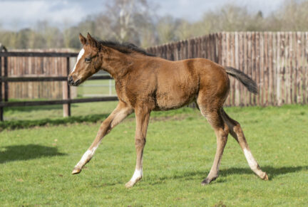 <p>Filly ex UNNATURAL (Proud Citizen) born 28/01/26 (photo at 4 weeks old), bred by Laundry Cottage Stud</p>