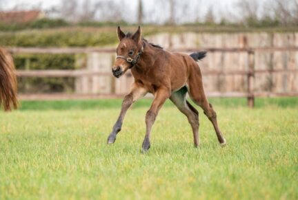 <p>Filly ex HARD LINER (Profitable) born 6/02/26 (photo at 4 days), bred by Aislabie Bloodstock</p>