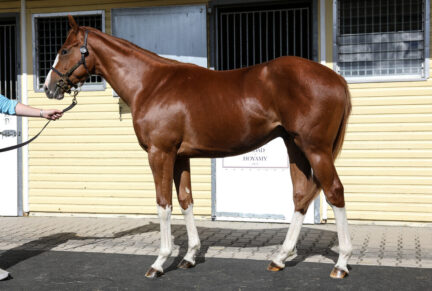 <p>Colt ex Mondalay (Monsun), sold at BBAG Yearling Sale 2025 for €36,000 to Ahmad Alshaikh</p>