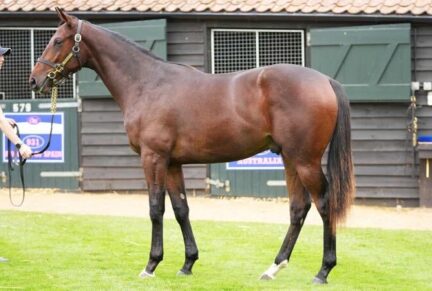 <p>Colt ex Salve Liberte (Nathaniel), sold at Tattersalls October Sale Book 2 2025 for 80,000gns to SR Bloodstock</p>