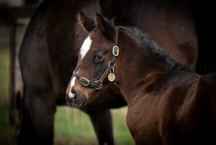 <p>Colt ex MISS BLACK JACK (Soldier's Call) born 24/01/26 (photo at 2 weeks), bred by Aislabie Bloodstock</p>