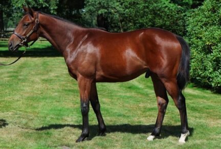 <p>Colt ex Guavia (Invincible Spirit), sold at BBAG Yearling Sale 2025 for €140,000 to Jeremy Brummitt for Middleham Park Racing</p>