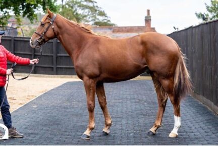 <p>Colt ex Misscall (Kodiac), sold at Tattersalls October Sale Book 1 2025 for 100,000gns to Stroud Coleman Bloodstock</p>