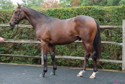 <p>Colt ex Vow (Motivator), sold at Tattersalls October Sale Book 1 2025 for 62,000gns to Hurworth Bloodstock</p>